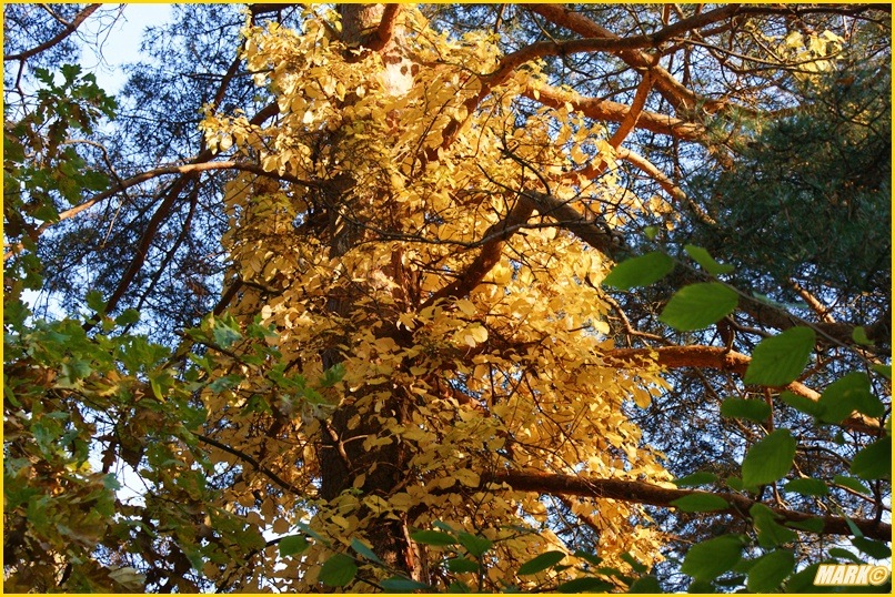 Kolory Jesieni - Blog  31